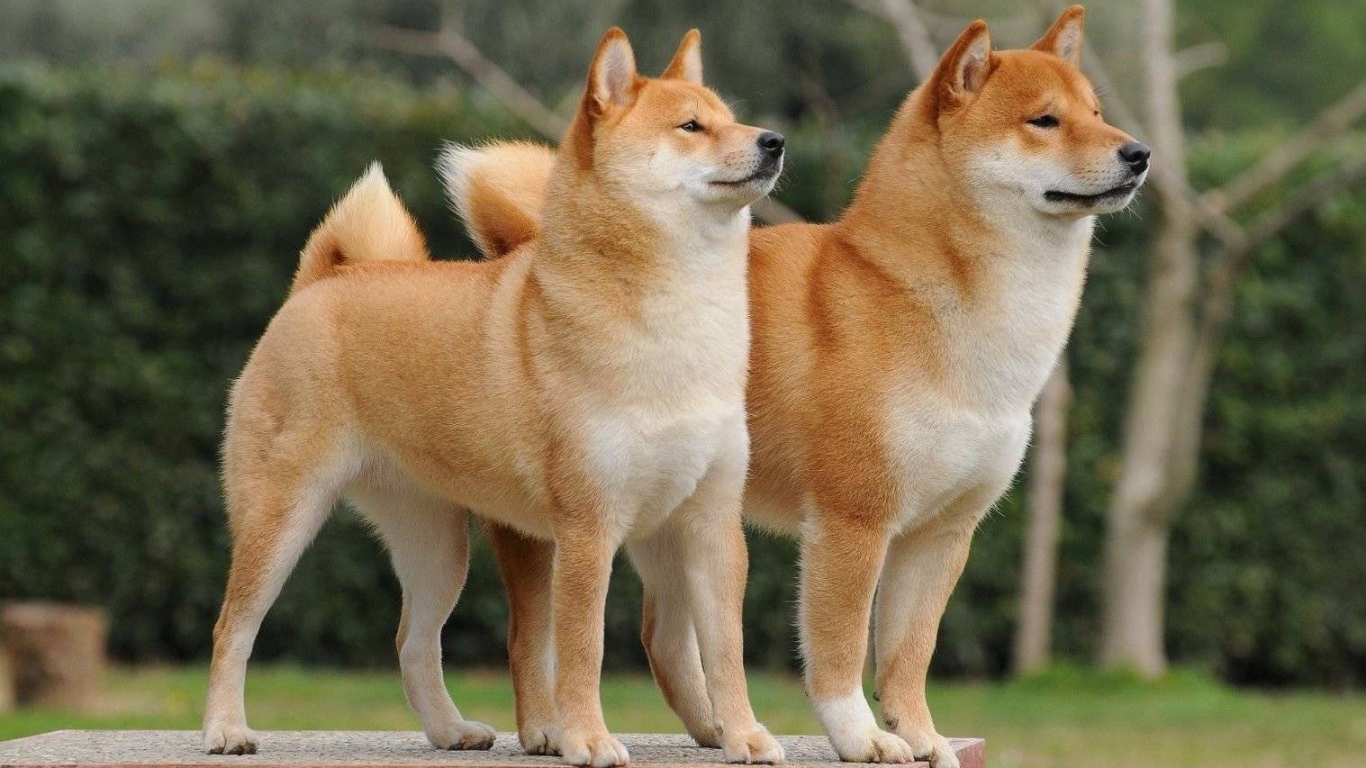 dogecoin ve shiba inu hindistanda buyuk ilgi goruyor 2