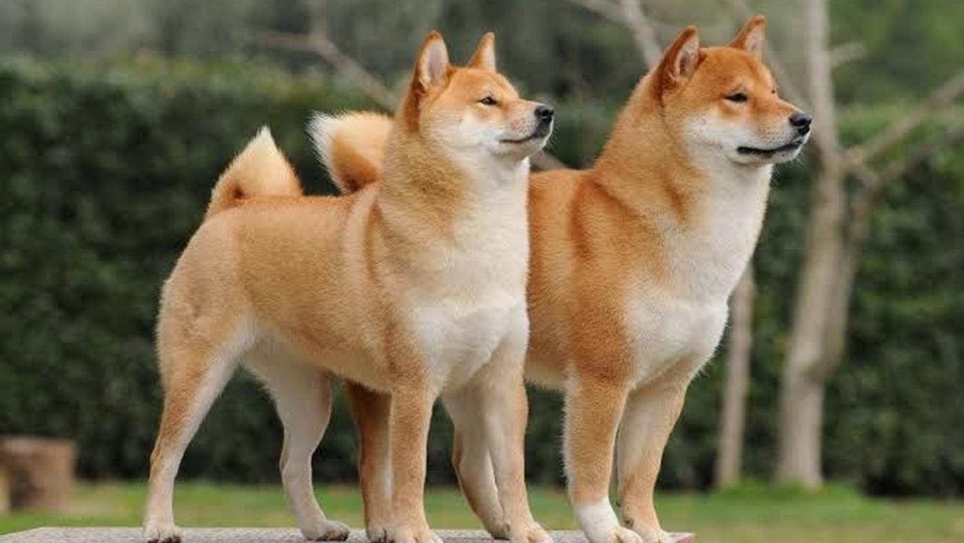 shiba inu guney korede listelenen ilk meme token oldu