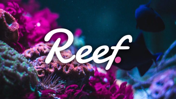 REEF token nedir